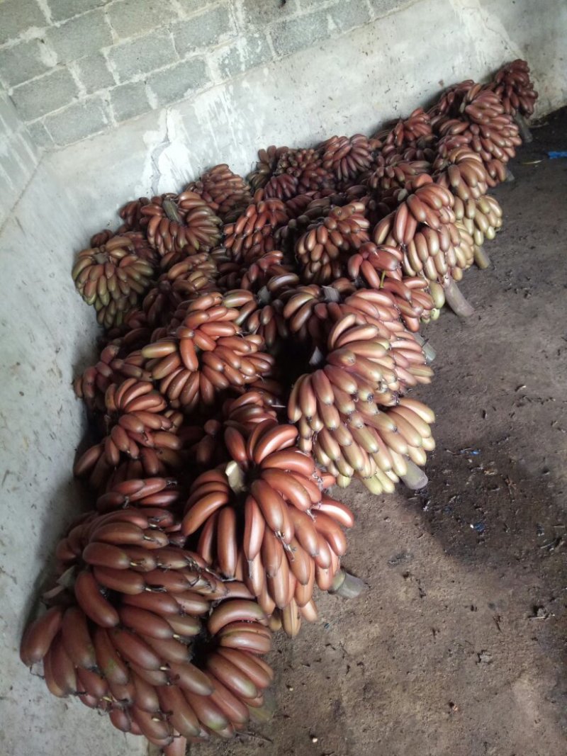 广西红香蕉红蕉美人蕉新鲜水果芭蕉批发现摘5斤包邮