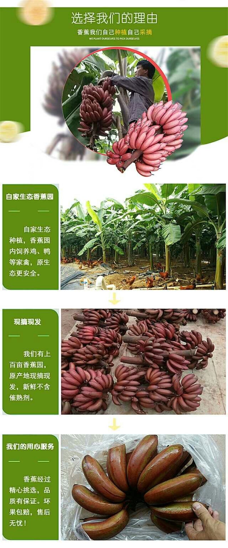 广西红香蕉红蕉美人蕉新鲜水果芭蕉批发现摘5斤包邮