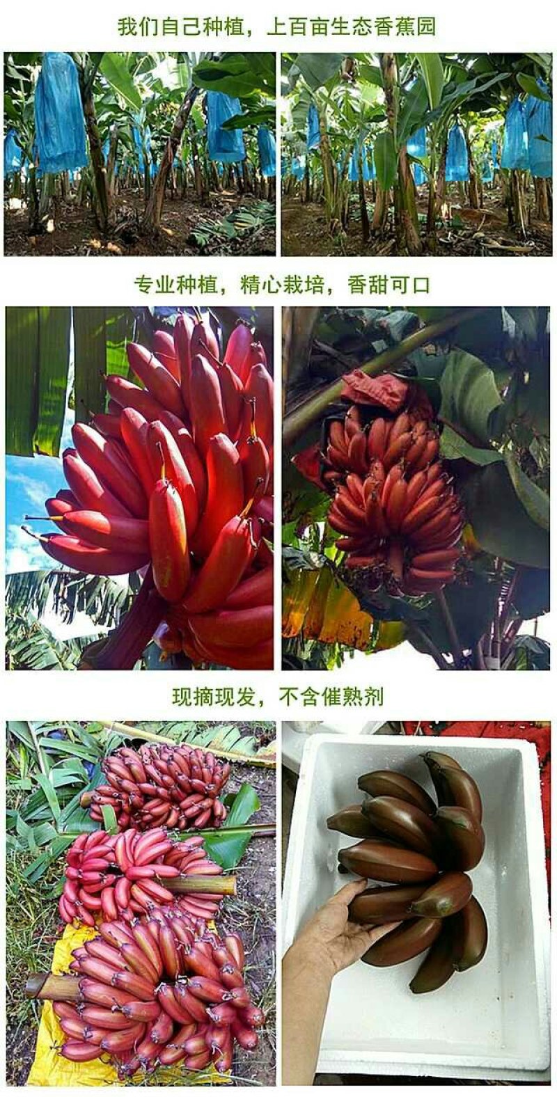 广西红香蕉红蕉美人蕉新鲜水果芭蕉批发现摘5斤包邮