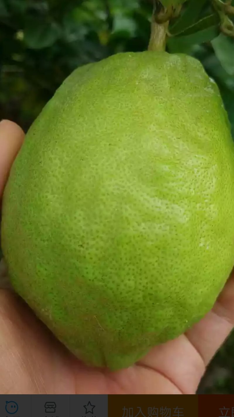 正宗香水柠檬四季新鲜水果奶茶店5斤包邮