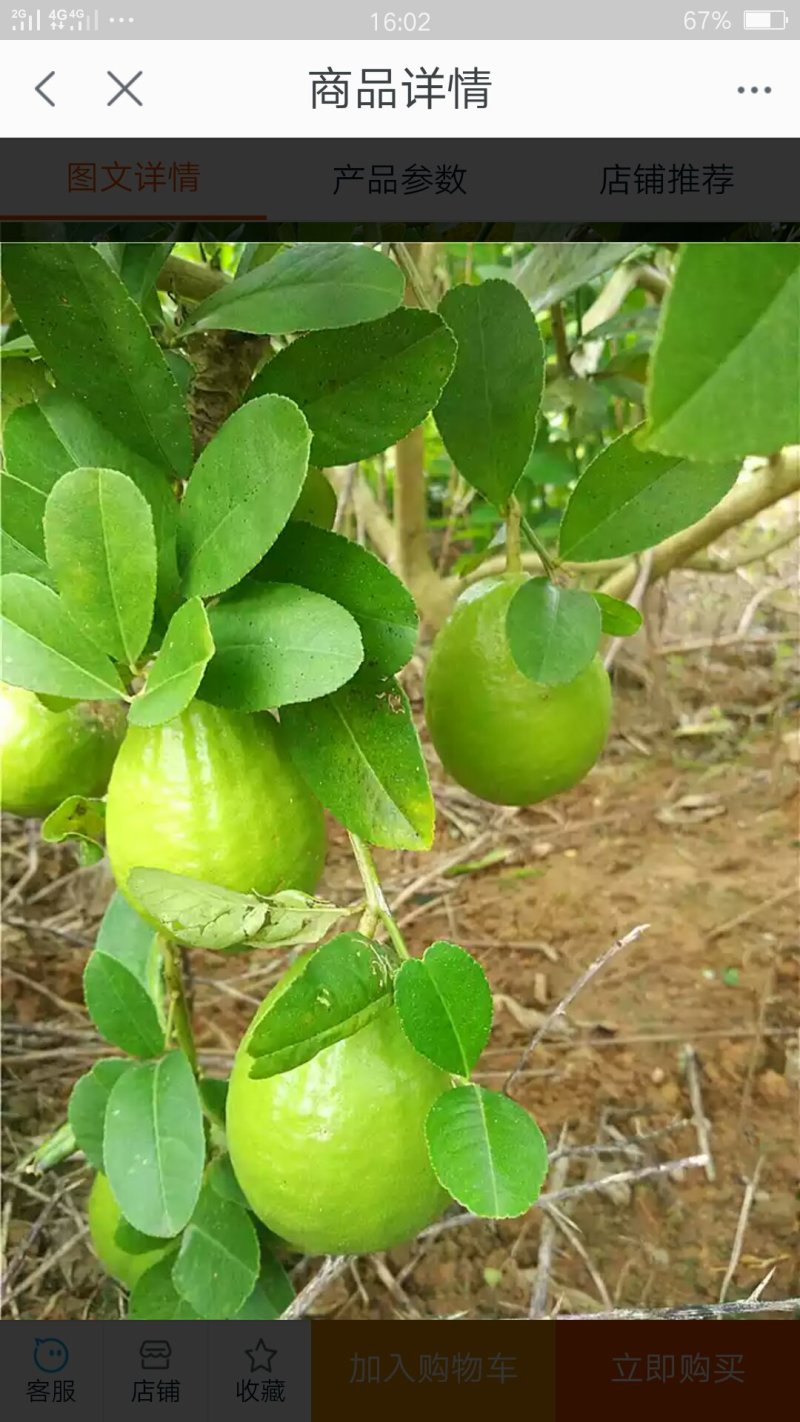 正宗香水柠檬四季新鲜水果奶茶店5斤包邮
