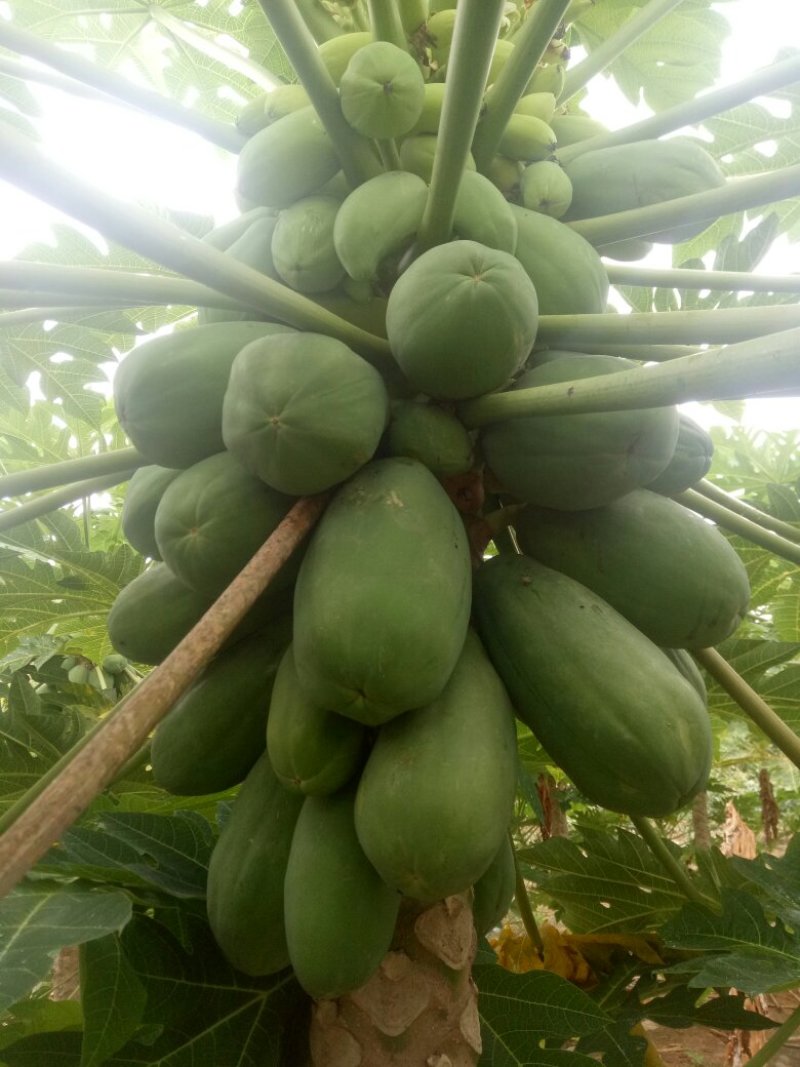 正宗红肉水果木瓜新鲜孕妇水果8斤包邮