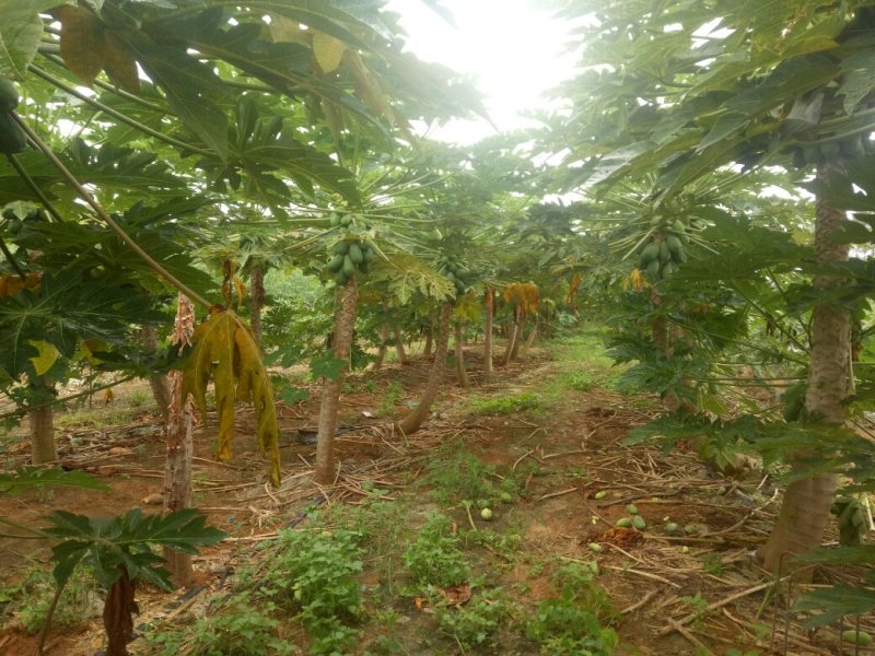 正宗红肉水果木瓜新鲜孕妇水果8斤包邮