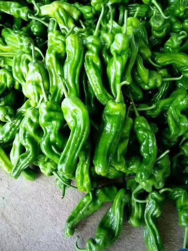 山东枣庄精品大青椒产地发货一手货源批发品质保证价格便宜