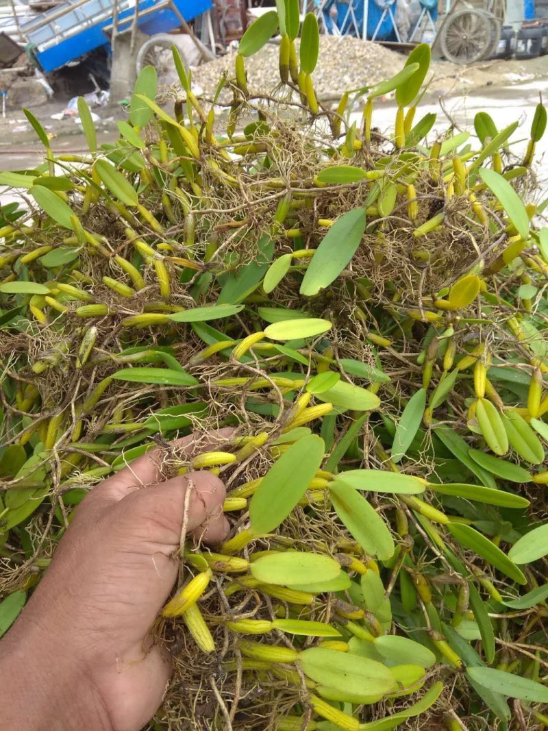 石橄榄
