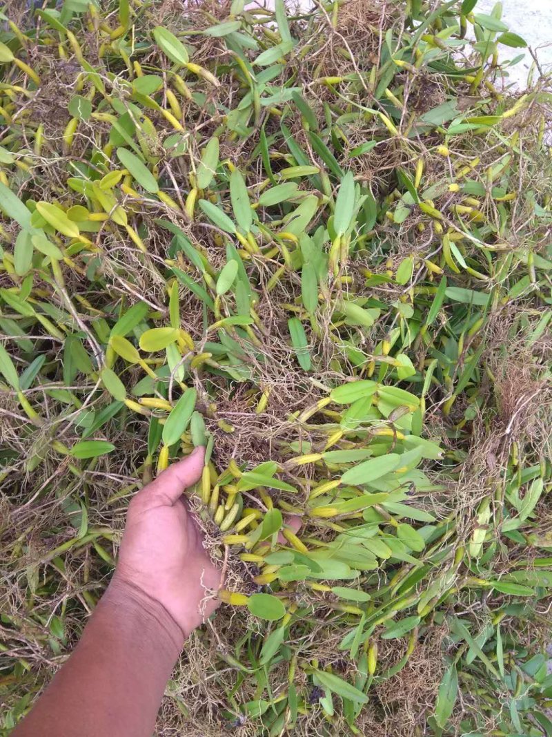 石橄榄