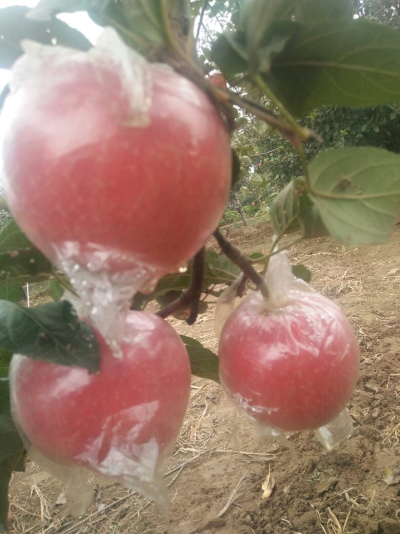 果红苹果熟了，产地直销，有想法的老板们抓紧时间联系我