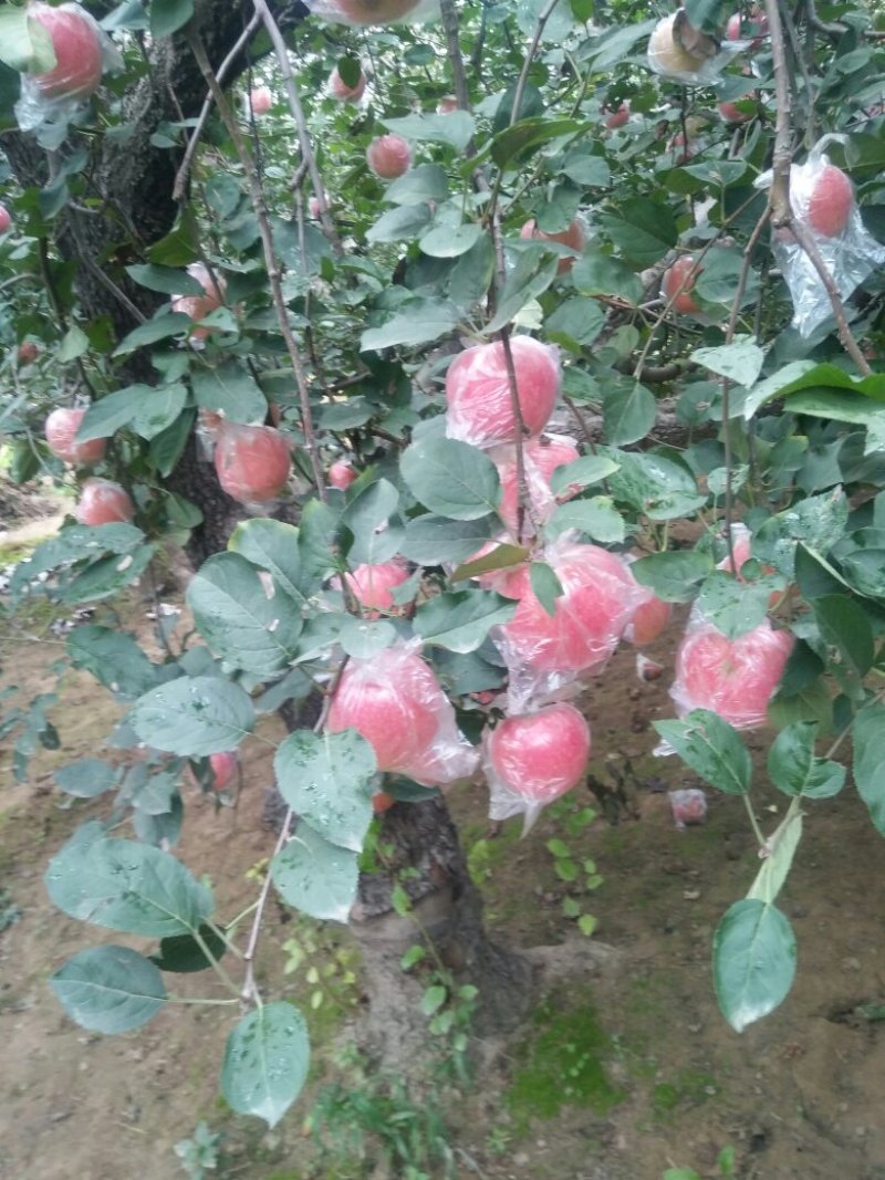 果红苹果熟了，产地直销，有想法的老板们抓紧时间联系我