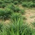 剑麻苗绿化苗木行道种植四季常青量大从优剑麻苗量大从优
