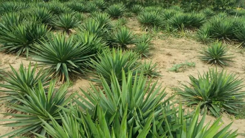 剑麻苗绿化苗木行道种植四季常青量大从优剑麻苗量大从优