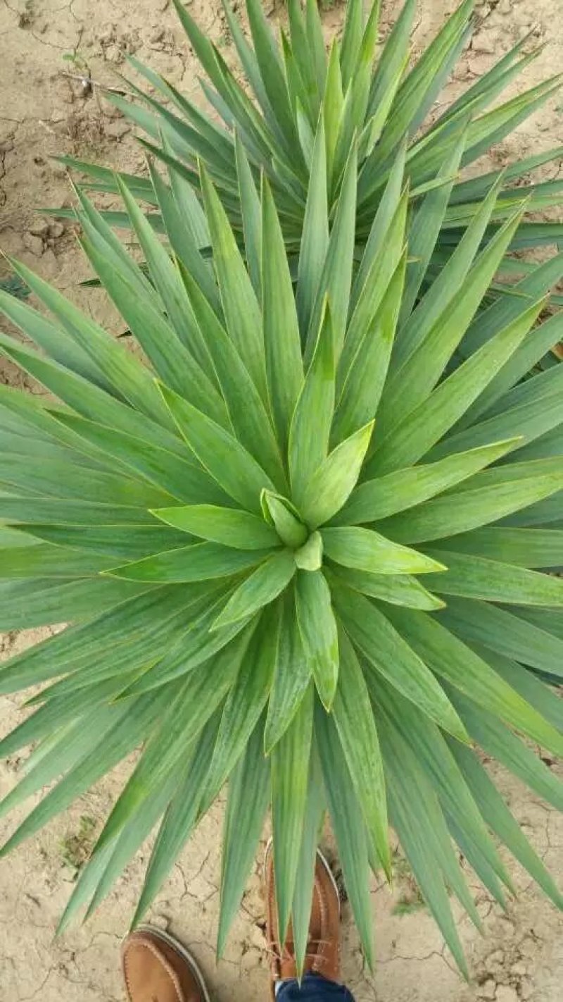 剑麻苗绿化苗木行道种植四季常青量大从优剑麻苗量大从优