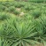 剑麻苗绿化苗木行道种植四季常青量大从优剑麻苗量大从优
