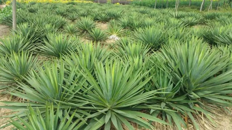 剑麻苗绿化苗木行道种植四季常青量大从优剑麻苗量大从优