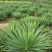 剑麻苗绿化苗木行道种植四季常青量大从优剑麻苗量大从优