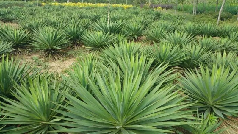 剑麻苗绿化苗木行道种植四季常青量大从优剑麻苗量大从优