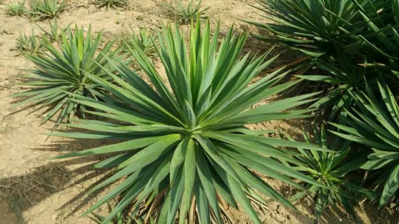 剑麻苗绿化苗木行道种植四季常青量大从优剑麻苗量大从优