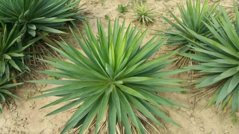 剑麻苗绿化苗木行道种植四季常青量大从优剑麻苗量大从优