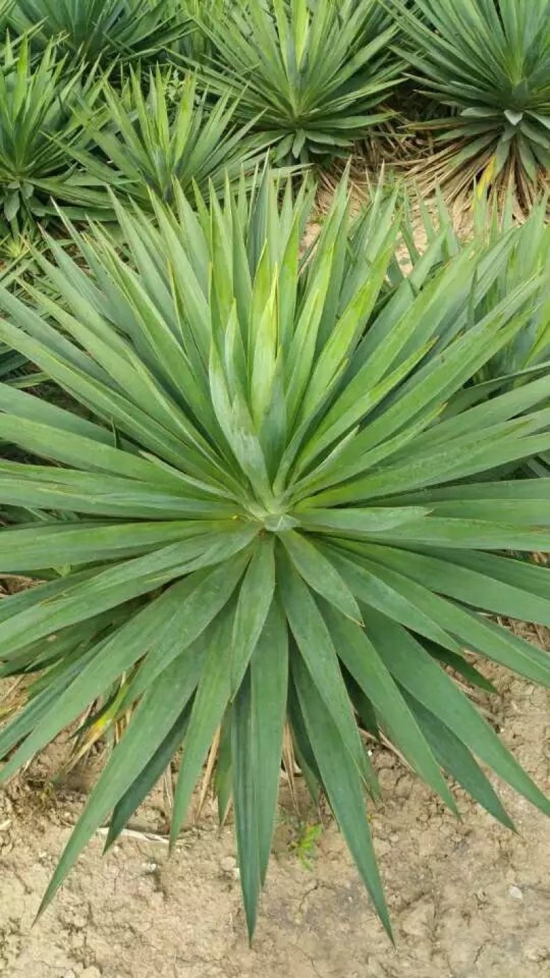 剑麻苗绿化苗木行道种植四季常青量大从优剑麻苗量大从优