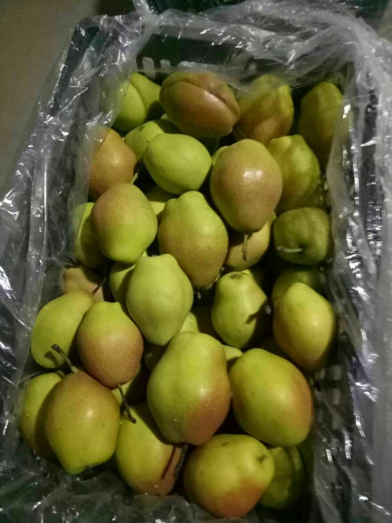 红香酥梨批发基地，陕西精品红香酥梨产地批发，红香酥梨价格