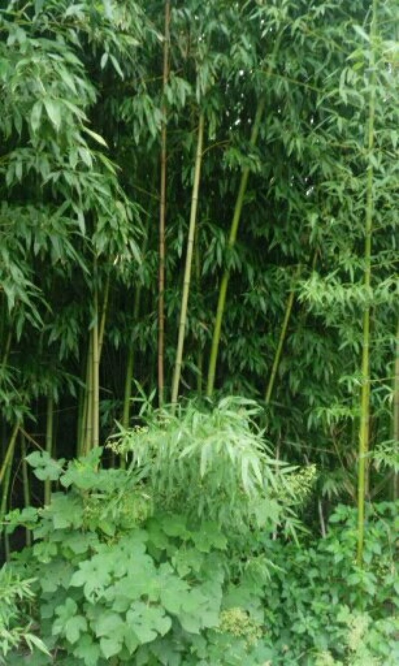 竹子