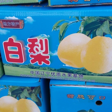 绥中白梨开始收购了，货源充足