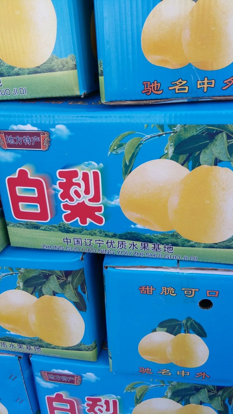 绥中白梨开始收购了，货源充足