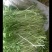 精品芦蒿大量上市有需要的老板欢迎订购