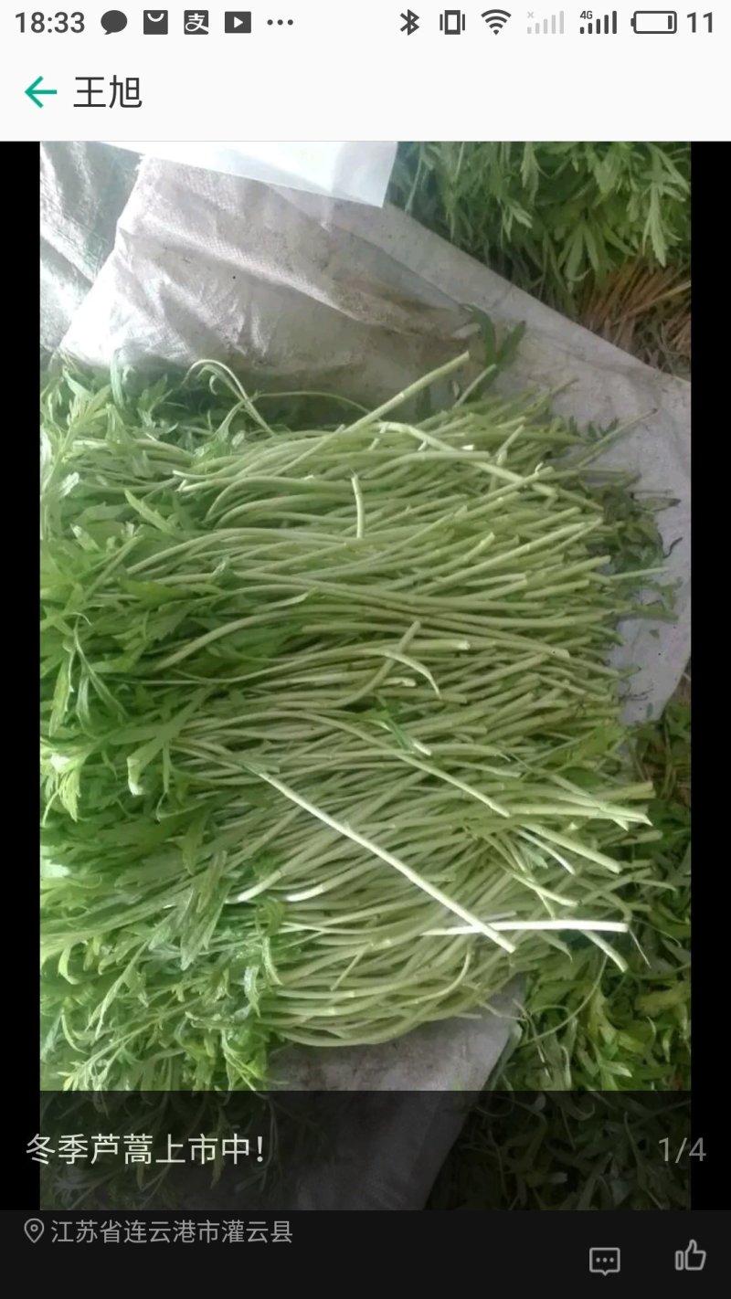 精品芦蒿大量上市有需要的老板欢迎订购