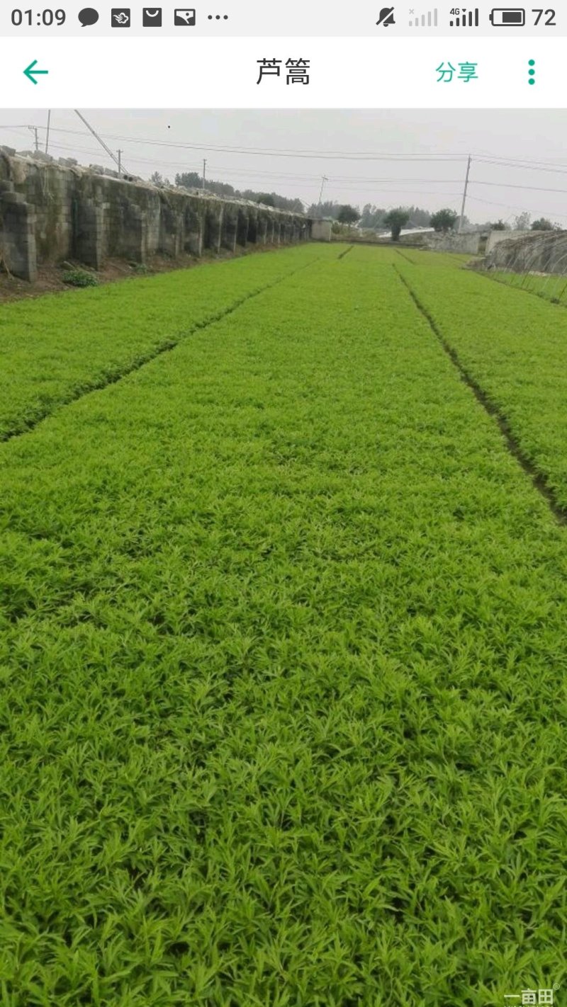 精品芦蒿大量上市有需要的老板欢迎订购