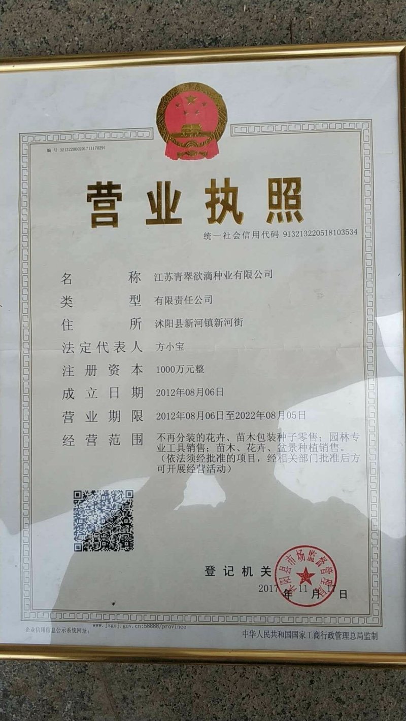 矢车菊种子花卉种子花种子发芽快8-10斤/亩