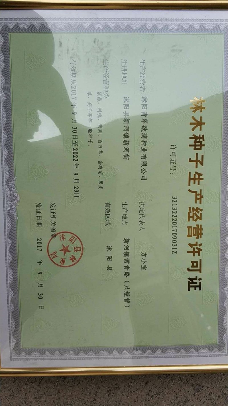 小丽花种子花卉种子发芽快6-8斤/亩