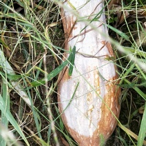 蜜本南瓜