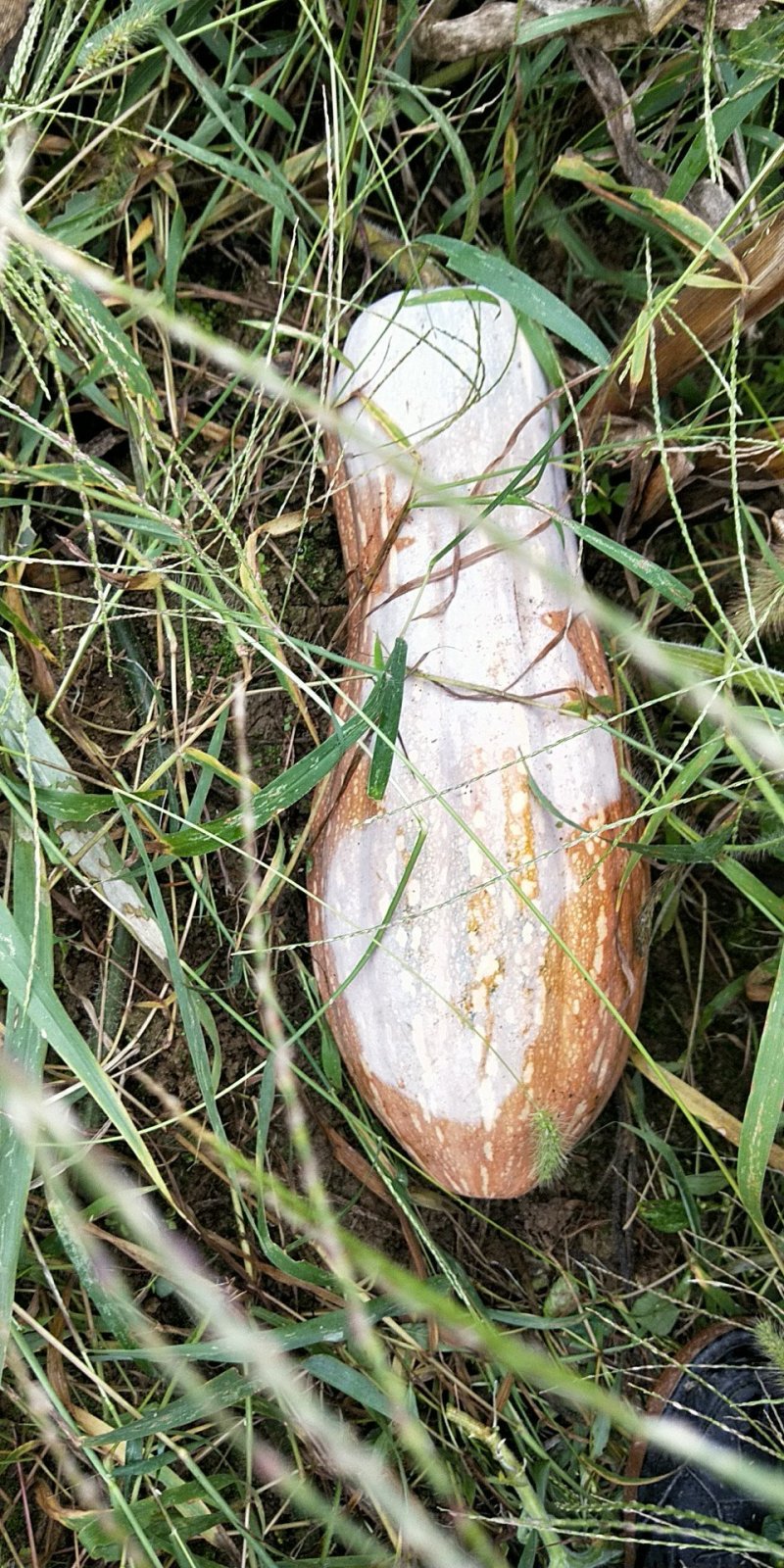 蜜本南瓜