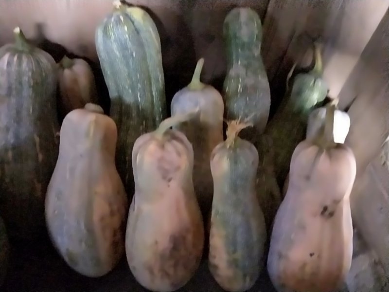 蜜本南瓜