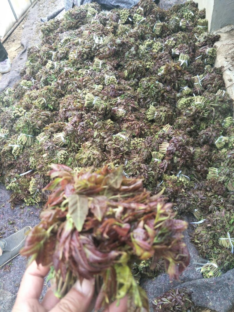 红油香椿苗香椿苗大棚陆地用无偿指导栽植管理技术