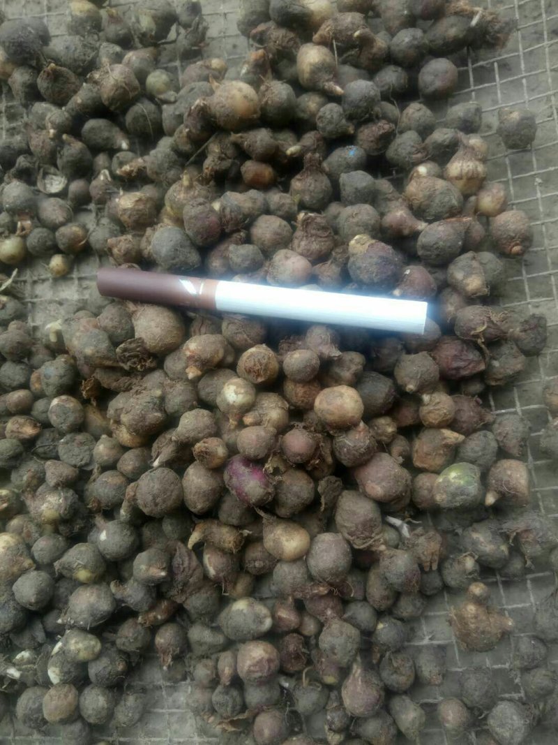 半夏种子