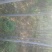 4-8公分速生白蜡量大，欢迎实地考察