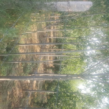 4-8公分速生白蜡量大，欢迎实地考察