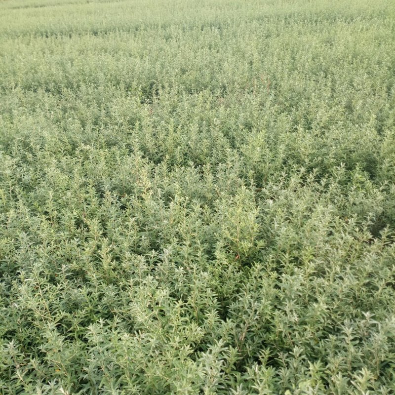 沙棘苗