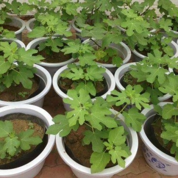 波姬红，布蓝瑞克，大青皮无花果苗，现挖现卖