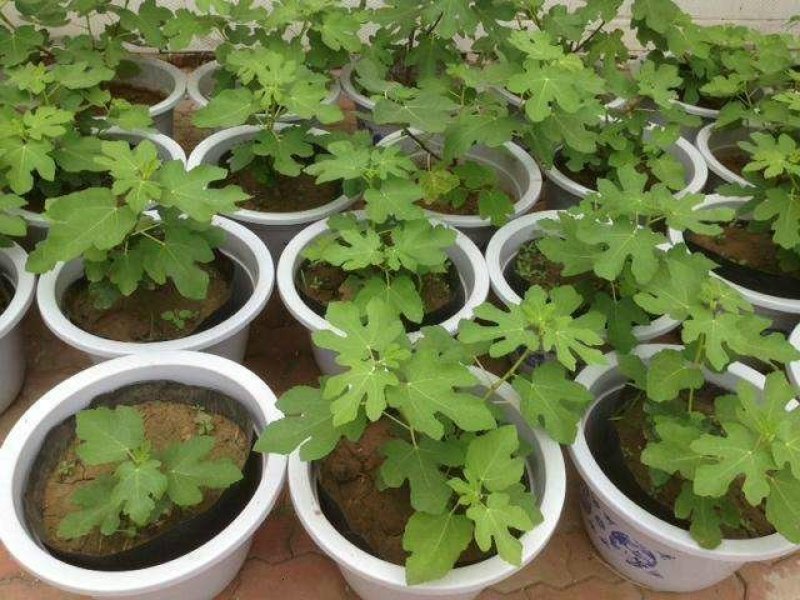 波姬红，布蓝瑞克，大青皮无花果苗，现挖现卖