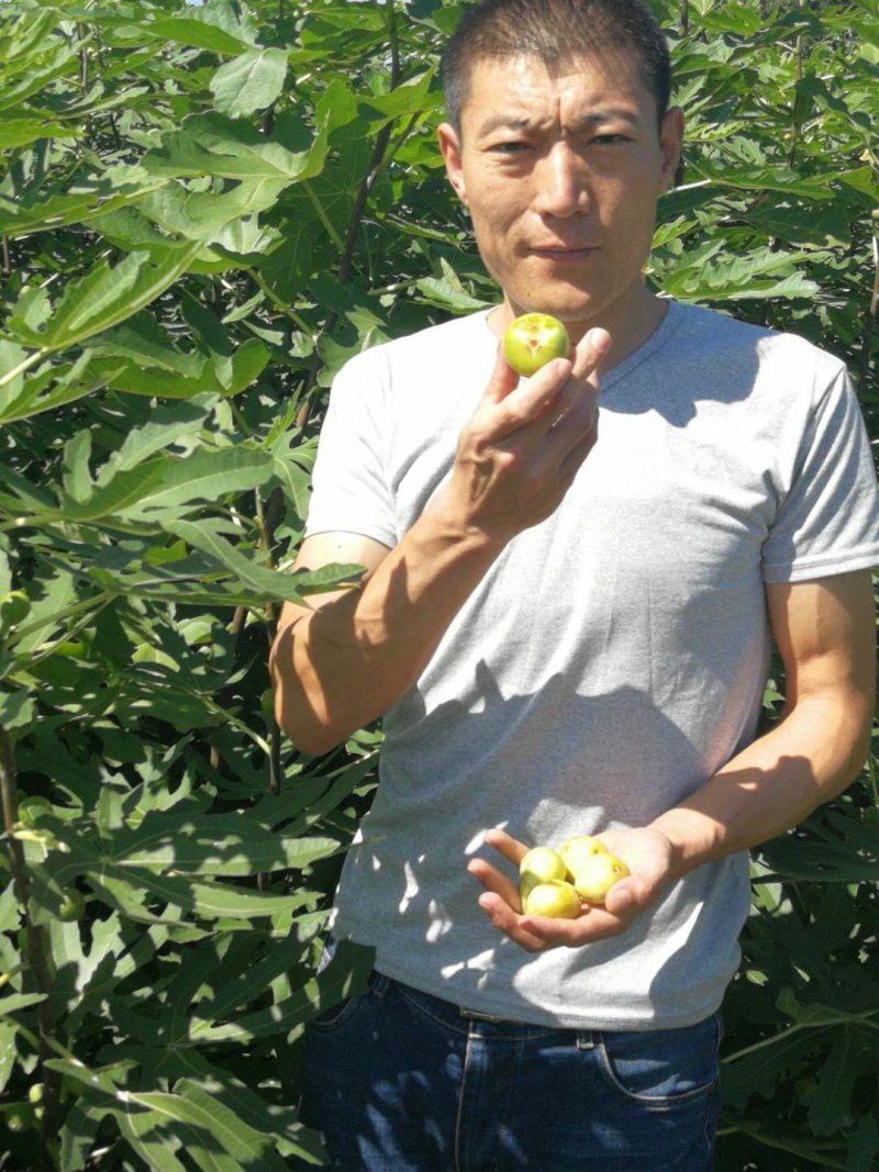 波姬红，布蓝瑞克，大青皮无花果苗，现挖现卖