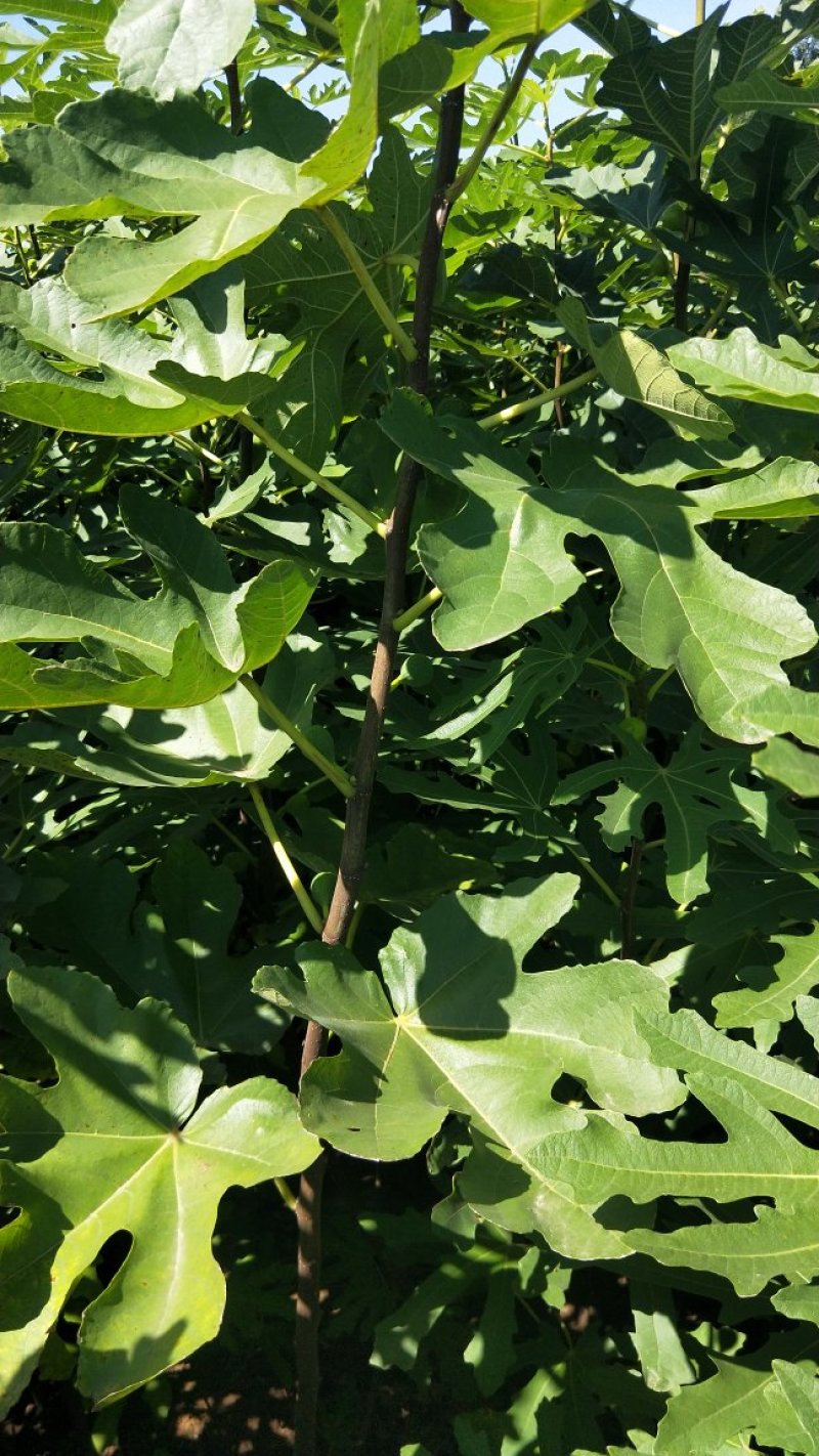 波姬红，布蓝瑞克，大青皮无花果苗，现挖现卖