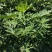 波姬红，布蓝瑞克，大青皮无花果苗，现挖现卖