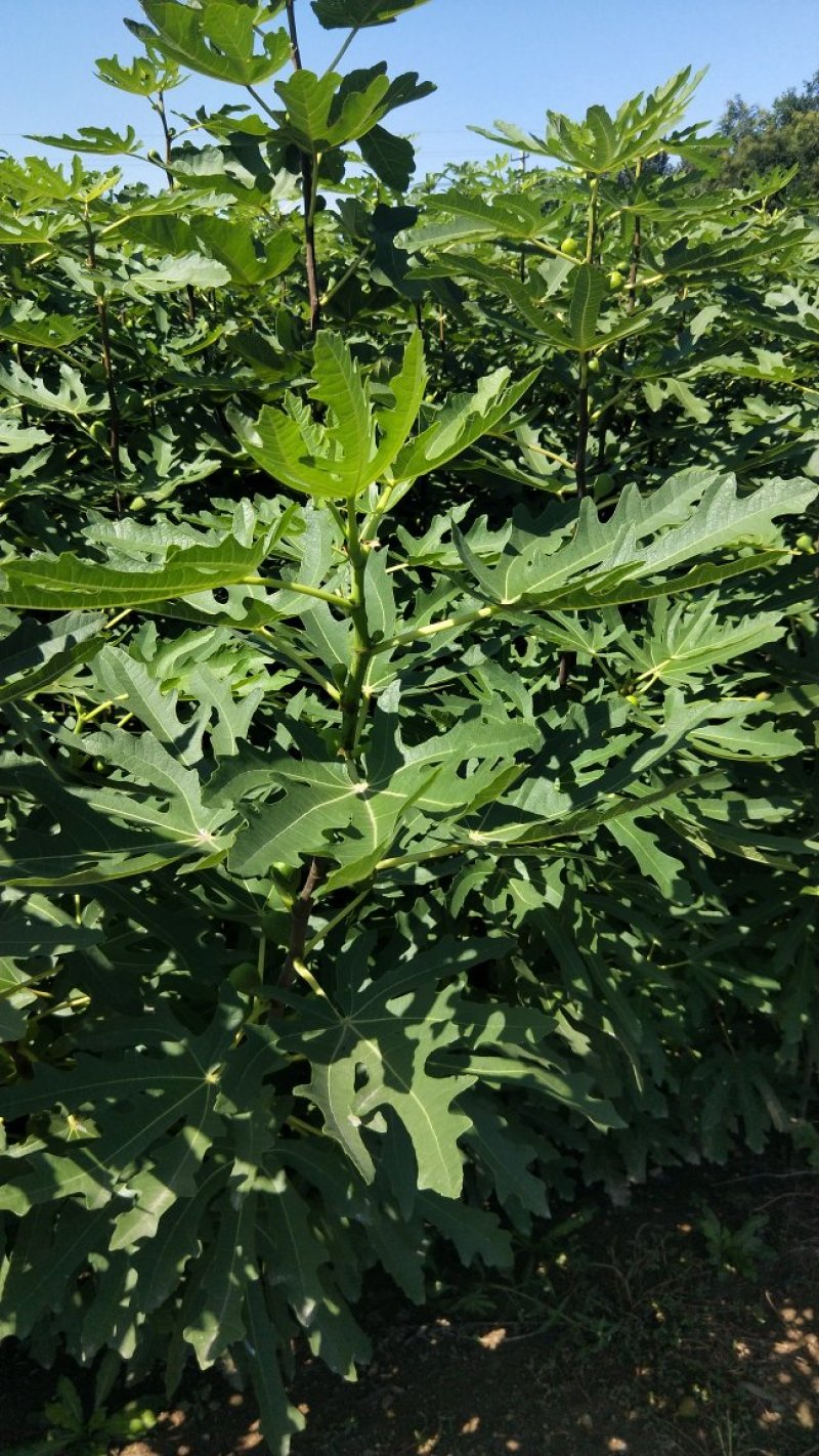 波姬红，布蓝瑞克，大青皮无花果苗，现挖现卖