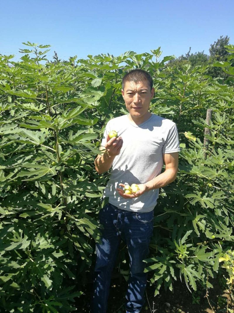 波姬红，布蓝瑞克，大青皮无花果苗，现挖现卖
