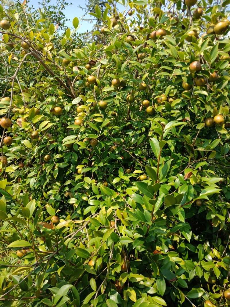 油茶鲜果大量供应货源充足，出油率高湖南产地直发