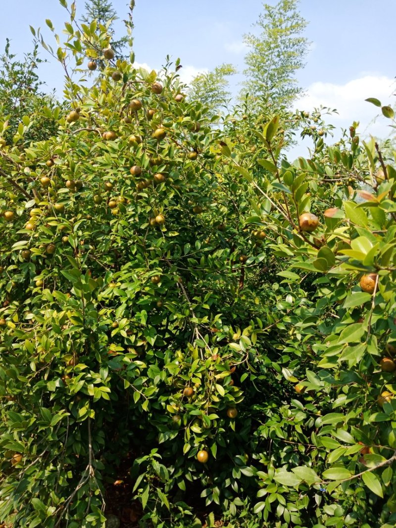 油茶鲜果大量供应货源充足，出油率高湖南产地直发