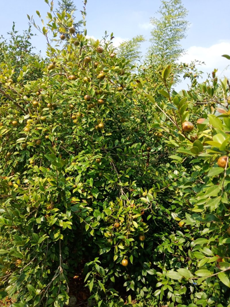 油茶鲜果大量供应货源充足，出油率高湖南产地直发