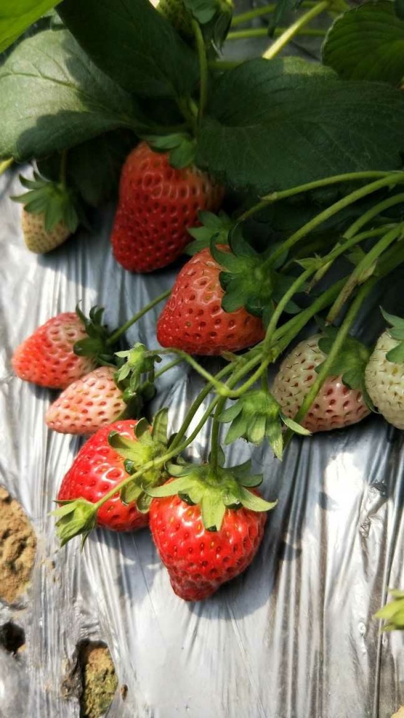 草莓苗